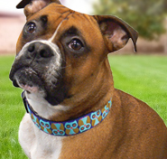 DESIGNER DOG COLLARS